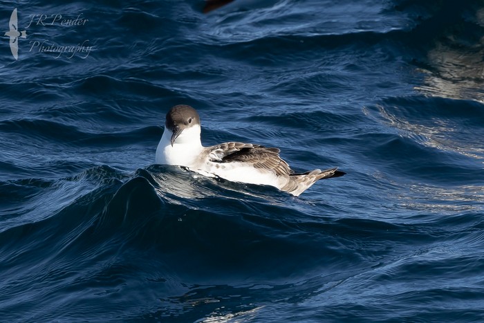 Great Shearwater
