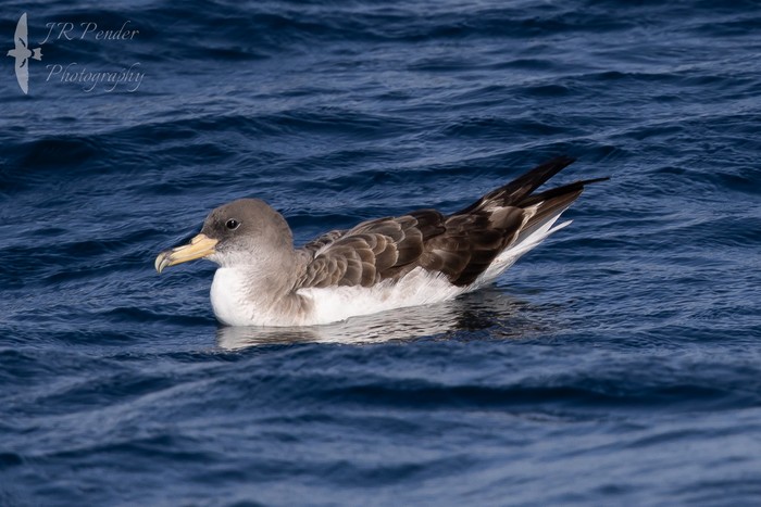 Cory's Shearwater