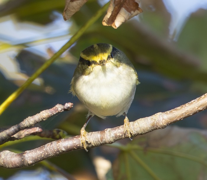 Pallas's Warbler