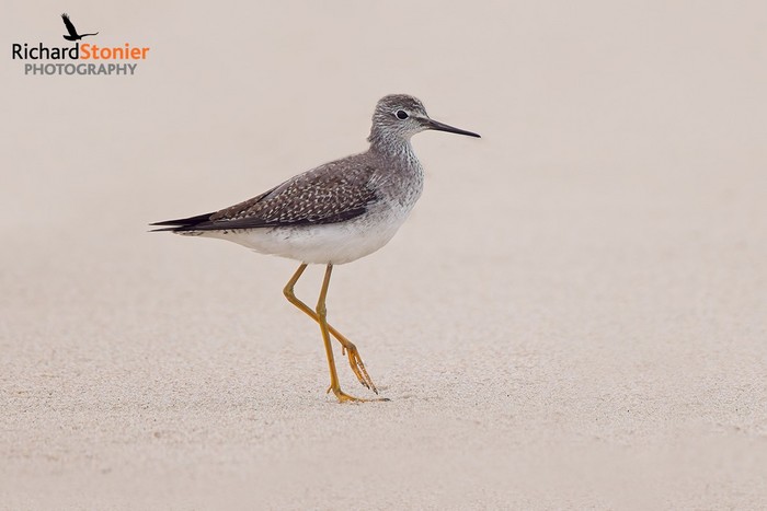 Lesser Yellowlegs