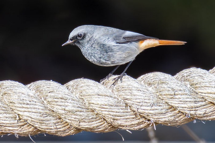 Black Redstart