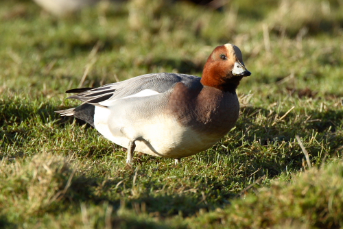 Wigeon