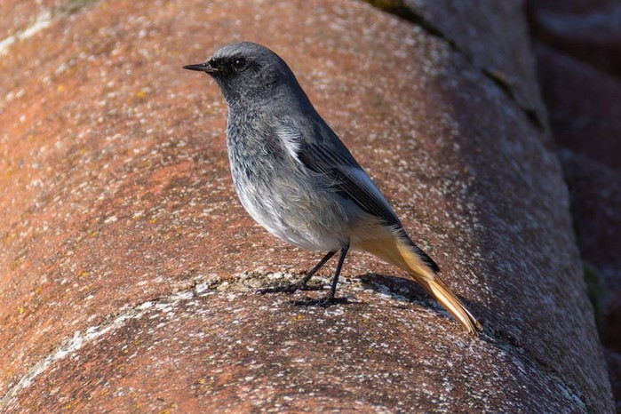 Black Redstart