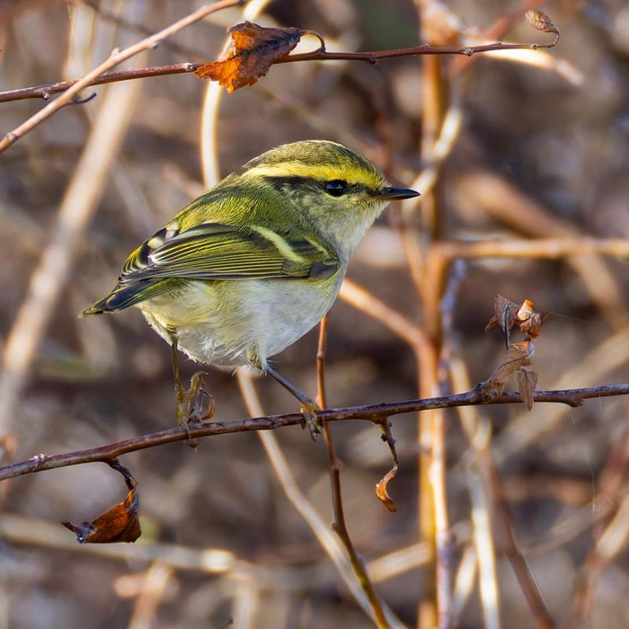 Pallas's Warbler