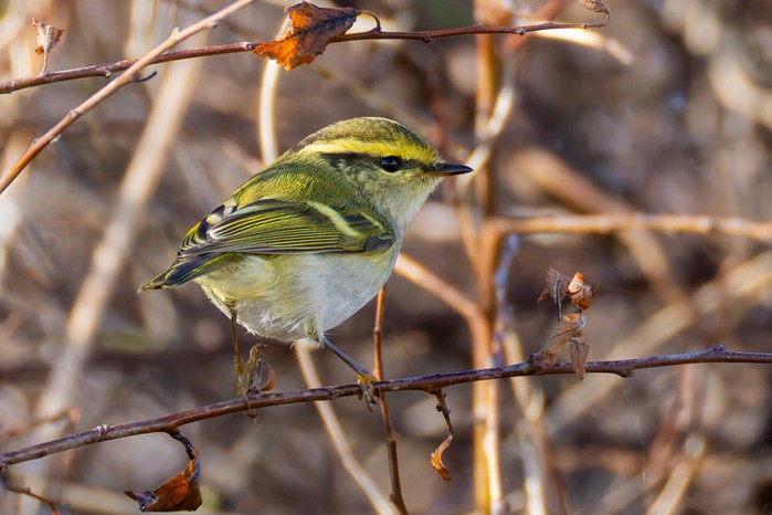 Pallas's Warbler