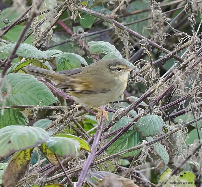 Radde's Warbler