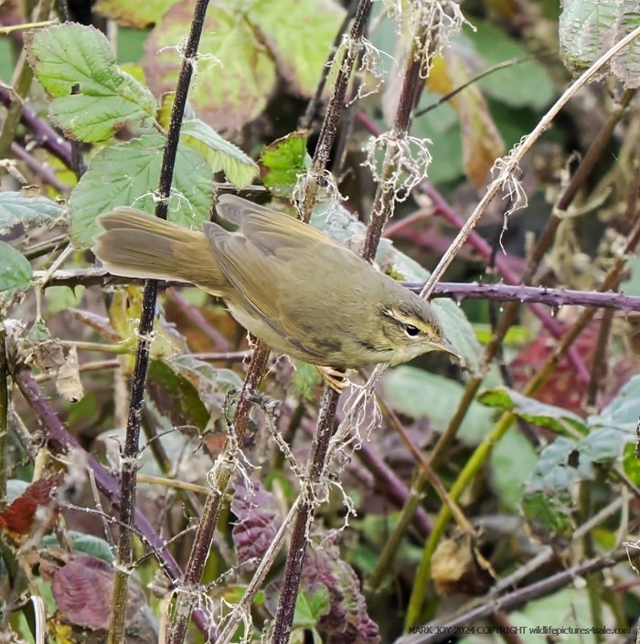 Radde's Warbler