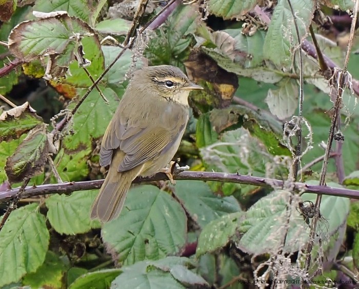 Radde's Warbler