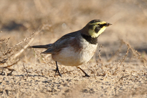 Shorelark