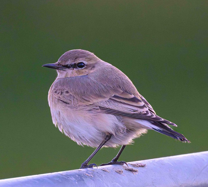 Isabelline wheatear
