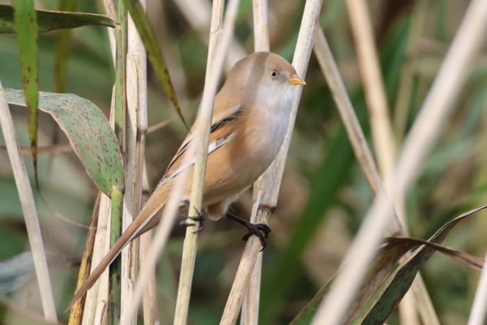 Bearded Tit