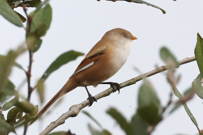 Bearded Tit