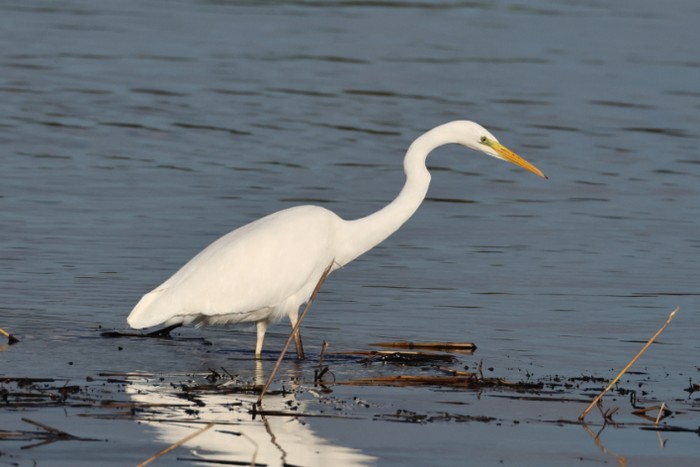 Great White Egret