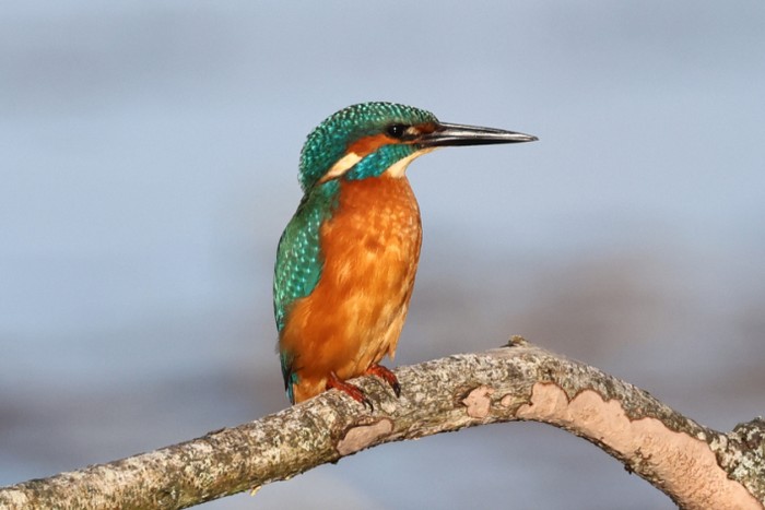 Kingfisher