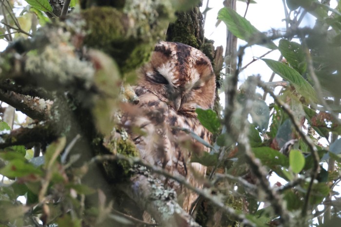 Tawny Owl