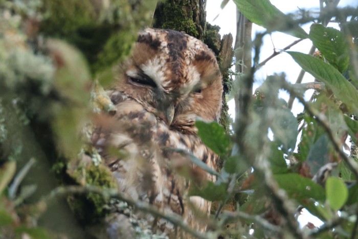 Tawny Owl
