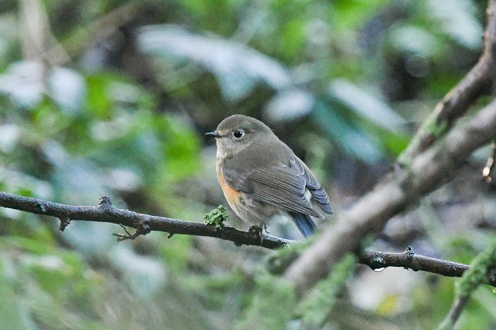 Red-flanked Bluetail