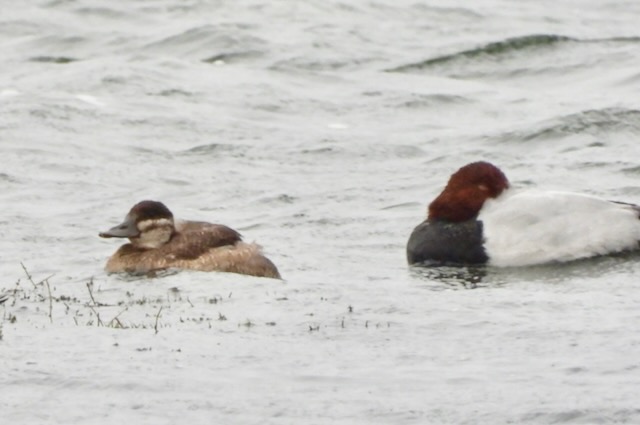 Ruddy Duck