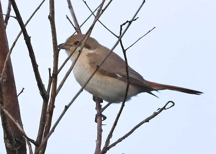 Isabelline Shrike sp