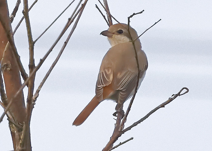Isabelline Shrike sp