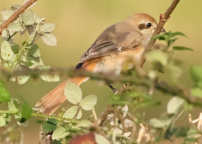 Isabelline Shrike sp