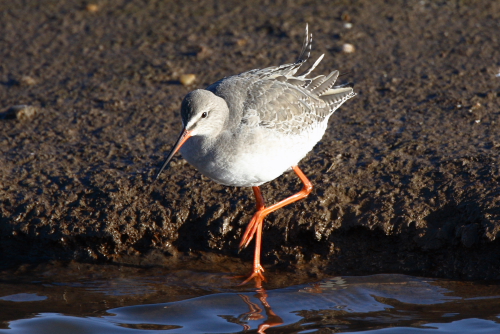 Spotted Redshank