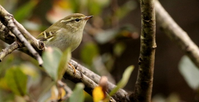 Yellow-browed Warbler