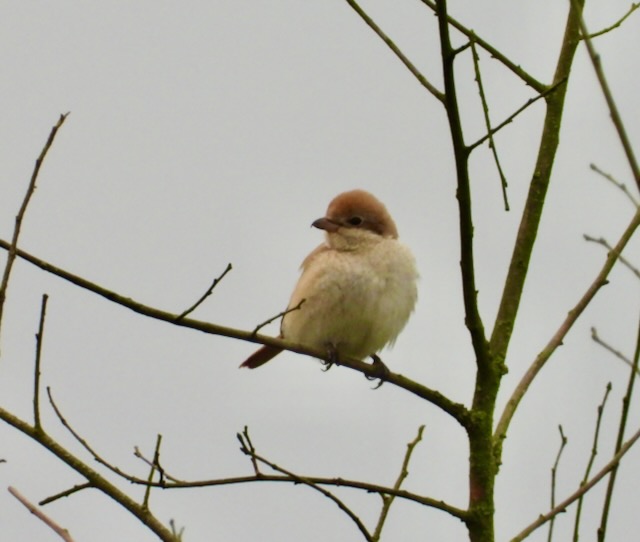 Isabelline Shrike sp