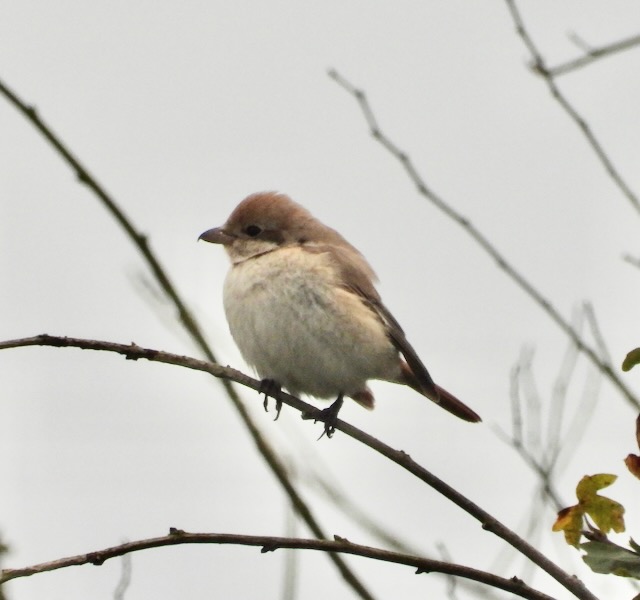 Isabelline Shrike sp