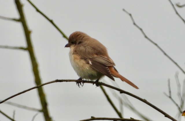 Isabelline Shrike sp