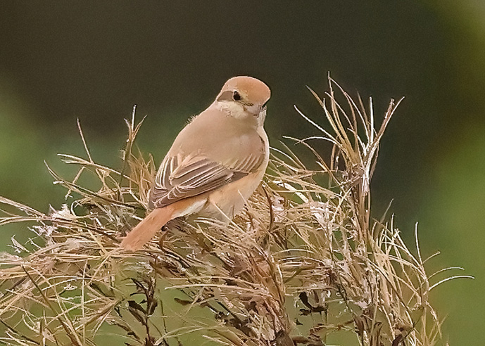 Isabelline Shrike sp