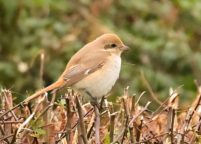Isabelline Shrike sp