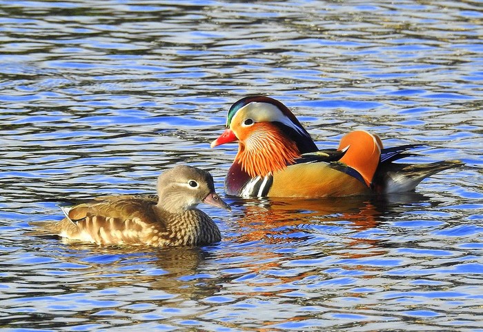 Mandarin Duck