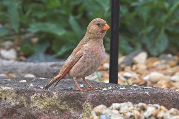 Trumpeter Finch
