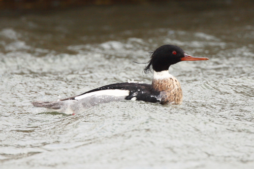 Red-breasted Merganser
