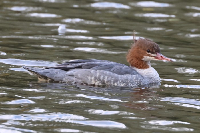 Goosander