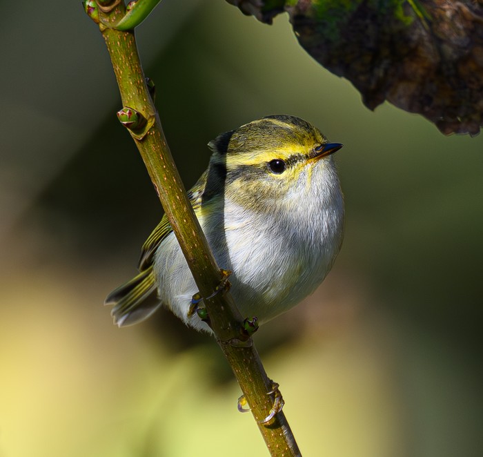 Pallas's Warbler