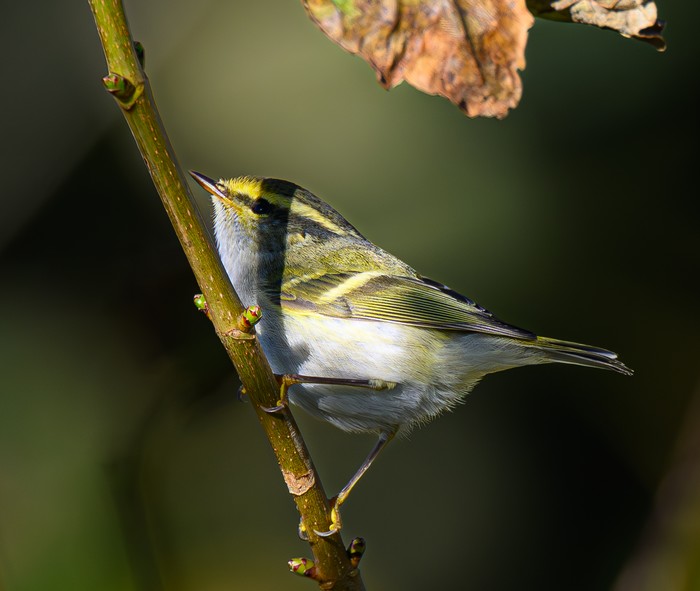 Pallas's Warbler