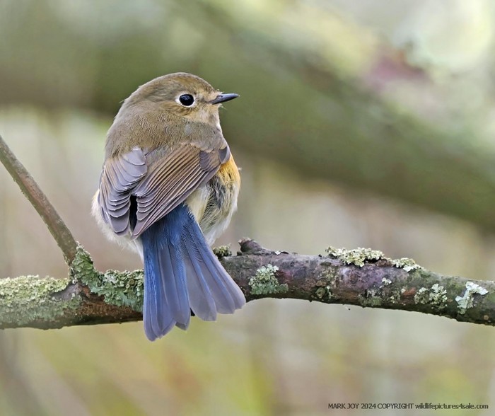 Red-flanked Bluetail