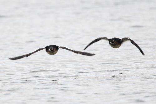 Red-breasted Merganser