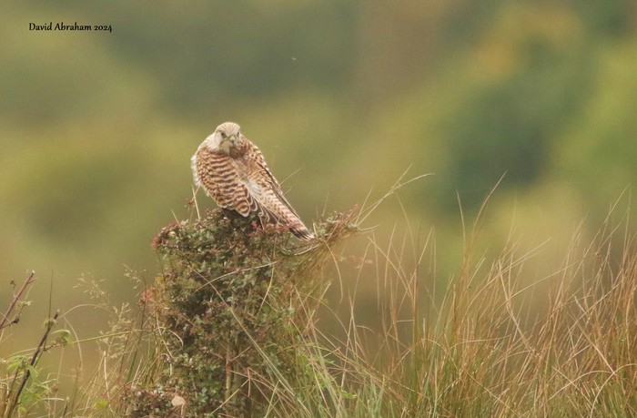 Kestrel 