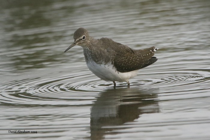 Green Sandpiper 