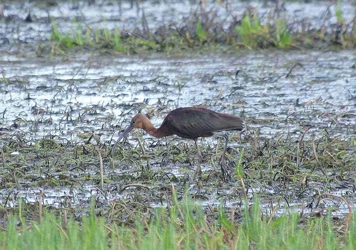 Glossy Ibis
