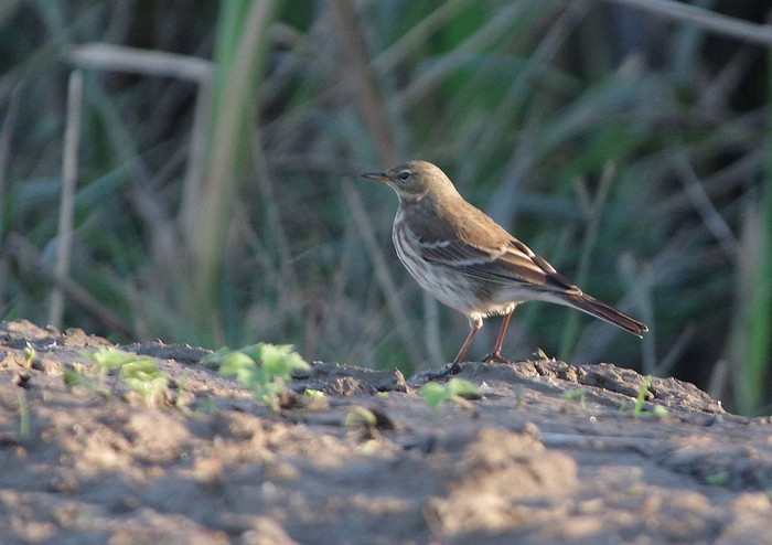 Water Pipit