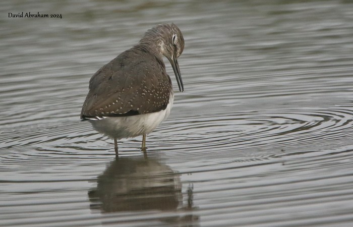 Green Sandpiper