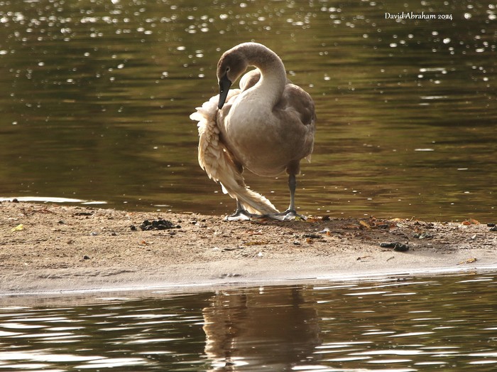 Mute Swan 