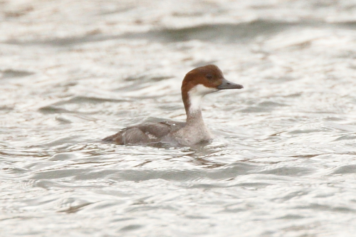 Smew