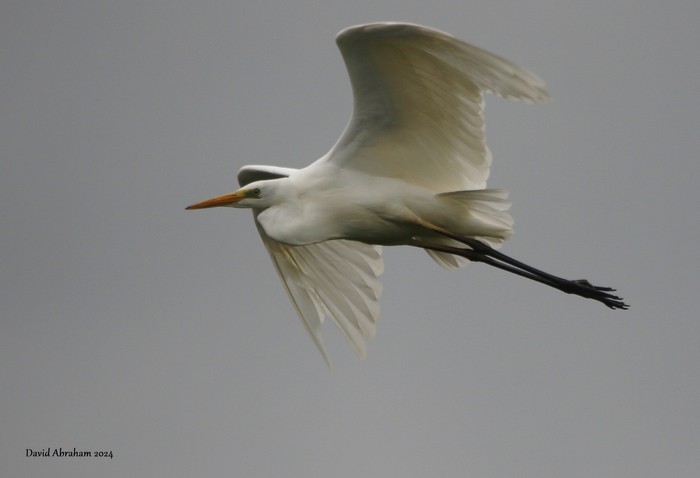 Great White Egret 