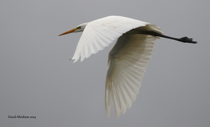 Great White Egret 