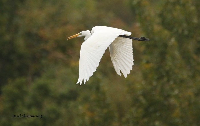 Great White Egret 